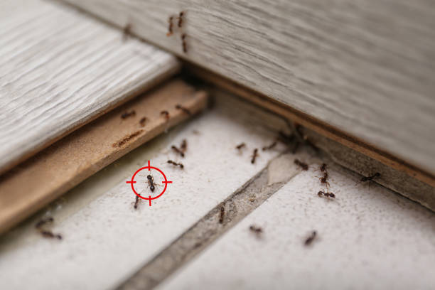 Best Pest Control Treatment  in Center, TX