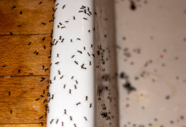 Best Spider Control Near Me  in Center, TX